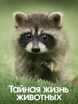 Тайная жизнь животных